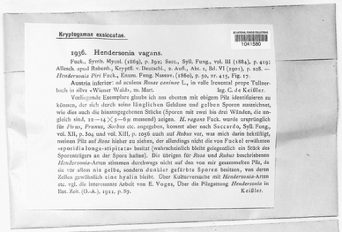 Hendersonia vagans image